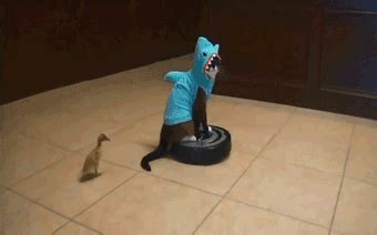 Cat wearing a shark costume rides a Roomba while a ducklin takes a dump. | CreateDebate