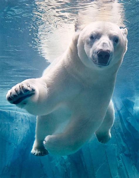 Tim Flach - Polar Bear Swimming | Endangered sea animals, Most endangered animals, Rare animals