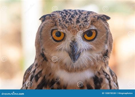 Pharaoh Eagle Owl close up stock photo. Image of eritrea - 130878538