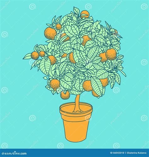 Drawing of a Small Tangerine Tree in a Pot in Contour Style. Stock ...