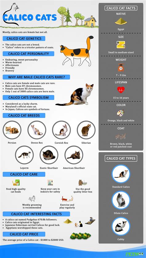 Calico Cats - Facts, Genetics, Temperament & Types - Petmoo