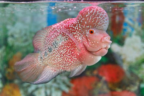 15 Best Red Devil Cichlid Tank Mates - FishLab - FishLab