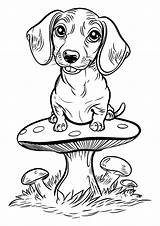 Premium Vector  Dachshund Coloring Page Line Art sketch template