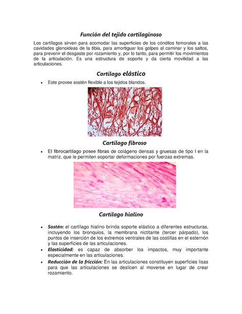 Funciones tejido cartilaginoso - Función del tejido cartilaginoso Los cartílagos sirven para ...