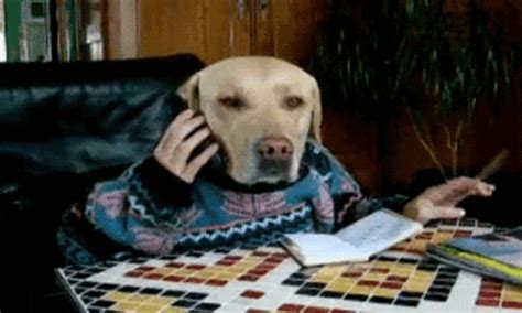17 Things That Would Happen If Dogs Took Finals
