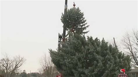 Watch: City's attempt to chop down Christmas tree turns into disaster