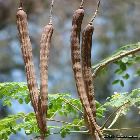 Pokok Kelor, Cara Penanaman Dan Penjagaan