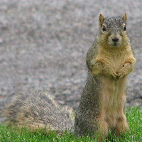 Mr. Squirrel Standing Up by unseeliefaery on DeviantArt