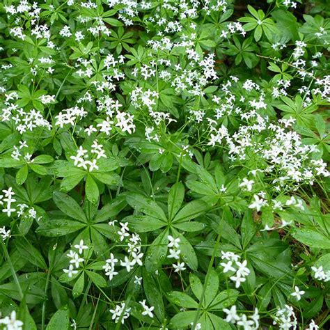 Sweet Woodruff Seeds - Our Lady's Lace Herb Seed