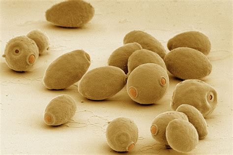 Everything Worth Knowing About ... Yeast | Discover Magazine