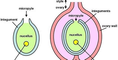 The Megasporangium: Types, Parts and Functions : Plantlet