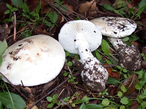 California Fungi: Amanita ocreata