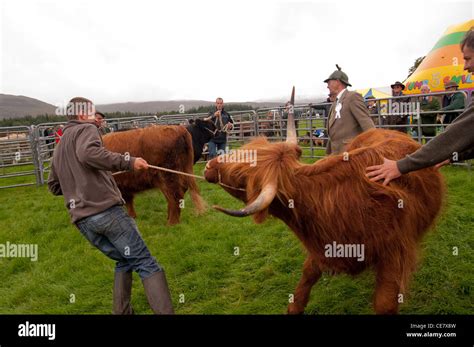 Fort William Agriculturial show Stock Photo - Alamy