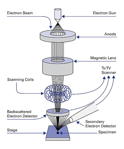 Electron Microscope Principle, Uses, Types And Images (Labeled Diagram ...