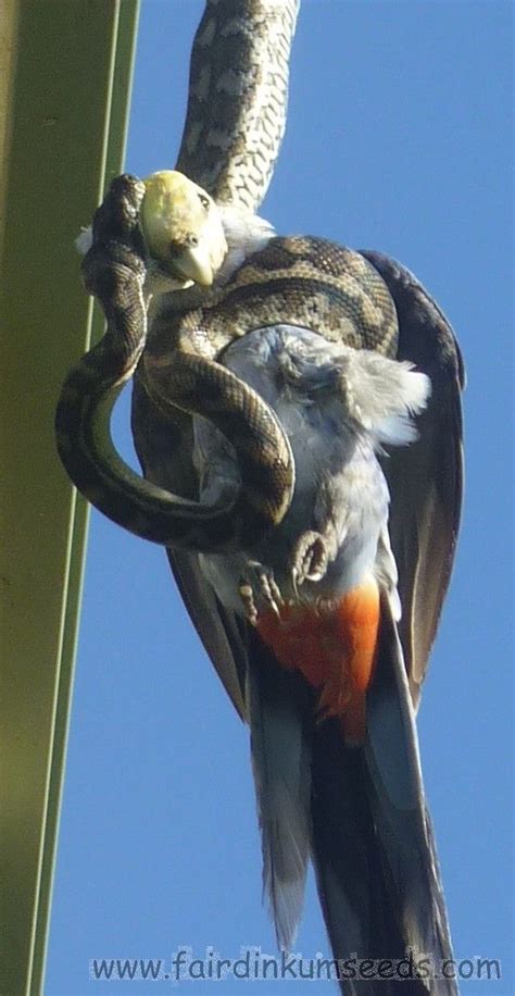 Python eating a bird Body Art, Prey, Predator, Wildlife, Bird, Snakes ...