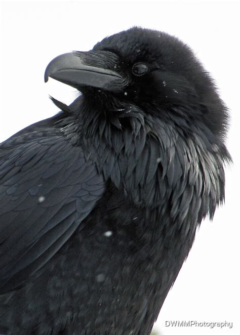 "Portrait of a Raven in Winter" by DWMMPhotography | Redbubble