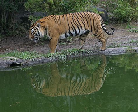 Indochinese tiger - Wikipedia