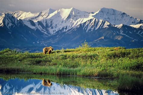 White Wolf : White House Renames Alaska’s Mount McKinley to Denali (To ...