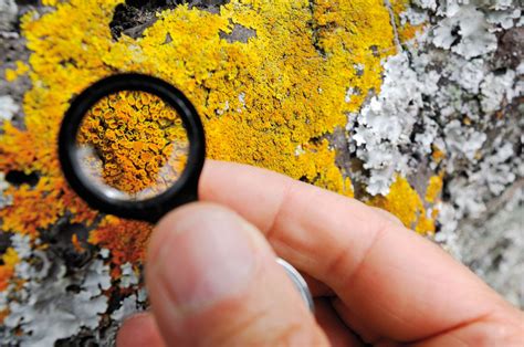 Foliose Lichen Under Microscope