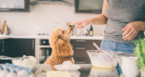 5 Mistakes to Avoid When Cooking for Your Dog