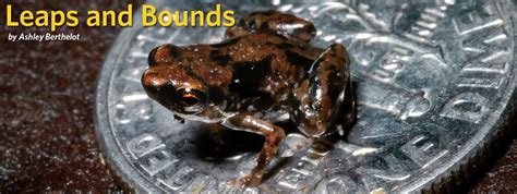 LSU Professor Discovers World's Tiniest Vertebrate. Tiny frog called ...