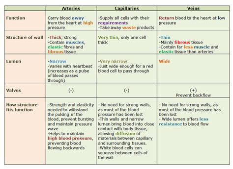 Explain the Structural Differences Between Arteries and Veins