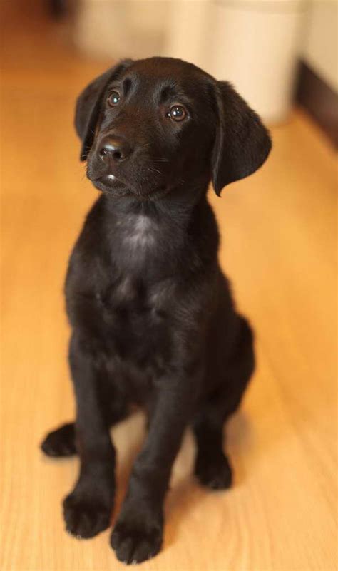 Black Lab Golden Retriever Mix Puppies | PETSIDI