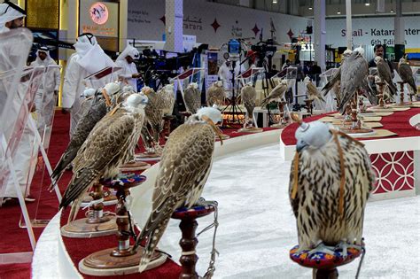 Long before the World Cup, falconry was Qatar's national sport - Los ...