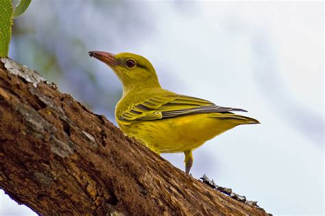 Botswana and Zambia: African Golden Oriole