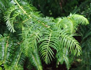 Cephalotaxus sinensis – Nurseries Caroliniana