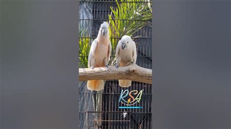 Moluccan Cockatoo Breeding Pair @rsapk #parrotsbreeding #pets - YouTube