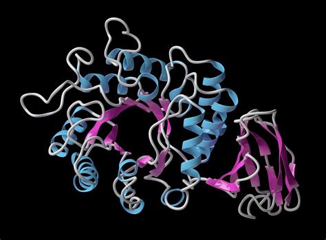 Alpha-galactosidase Enzyme Molecule Photograph by Molekuul/science Photo Library - Pixels