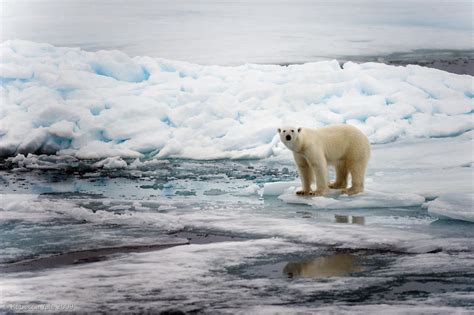 Polar Bear Hunting on Ice Flows, Svalbard | Arctic Expeditio… | Flickr