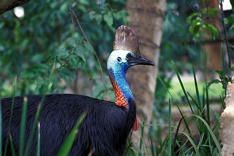 The Three Species Of The Cassowary Bird Living Today - WorldAtlas.com