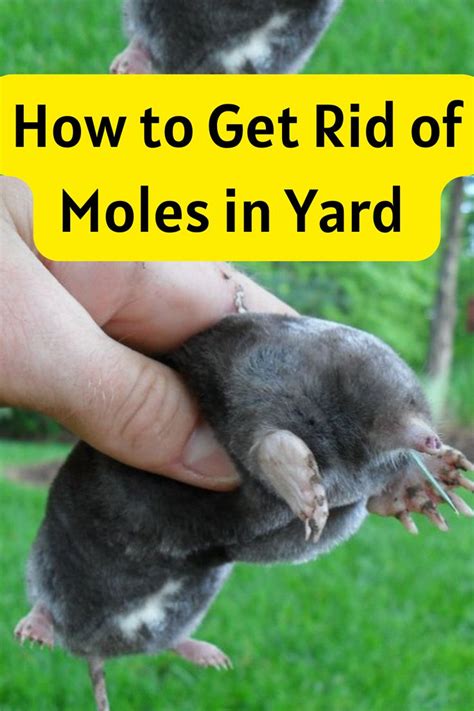 Natural Ways to Eliminate Moles from Your Yard