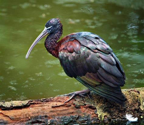 Glossy Ibis | Beautiful birds, Ibis, Bird