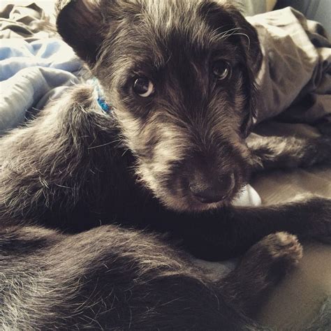 Labradoodle Irish Wolfhound Mix at 7 weeks old | Wolfhound puppies, Pitbull terrier, Puppies