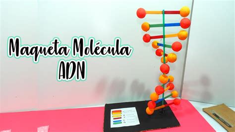 Arriba 105+ imagen modelo de adn maqueta - Abzlocal.mx