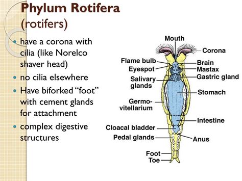 PPT - PHYLUM: ROTIFERA PowerPoint Presentation, free download - ID:1862194