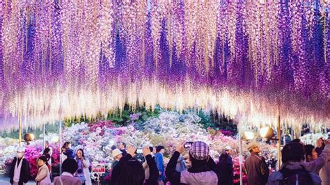 Kawachi Fuji Garden Wisteria Flower Tunnel Walkway | Fasci Garden