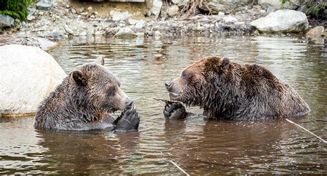 Wildlife Refuge | Grouse Mountain - The Peak of Vancouver