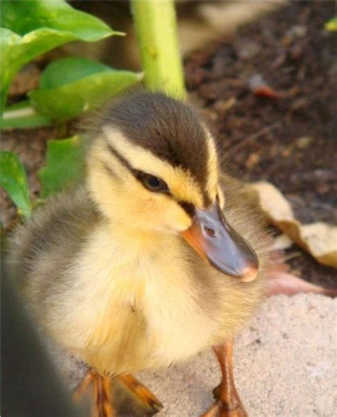 Wild Animals Baby Ducks