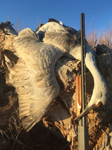 Grilled Sandhill Crane Breast - New Mexico Wildlife magazine