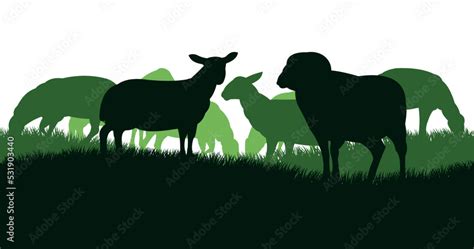 Sheep graze in pasture. Picture silhouette. Farm pets. Domestic animals wool. Isolated on white ...