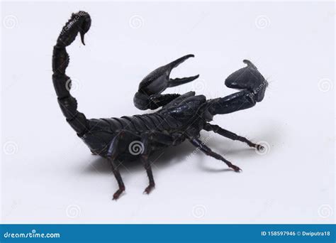 Black Asian Forest Scorpion Heterometrus Poisonous Insects Can Be Found ...