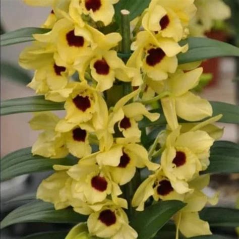 Anggrek Dendrobium Nobile Seedling | Lazada Indonesia