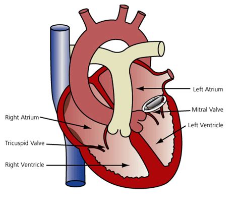 Mitral Valve Disease - Net Health Book