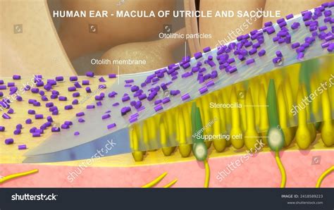 Anatomy Human Ear Macula Utricle Saccule Stock Illustration 2418589223 | Shutterstock