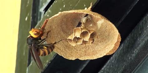 Time-lapse: Asian giant hornet queen building a nest over 3 days ...