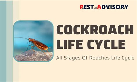 Cockroach Life Cycle | All Stages of a Roaches Life Cycle